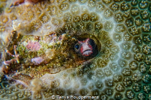 Who's There?
A small Cocos Barnacle Blenny peeks through... by Tanya Houppermans 